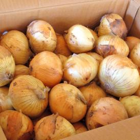 新たまねぎ 玉葱 約10kg M～2Lサイズ 佐賀県産中心 大容量のお得な国産野菜！新鮮な旬の味をお届け