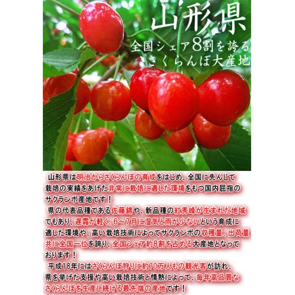 佐藤錦 さくらんぼ 約1kg M〜Lサイズ 贈答規格 山形県産 秀品 本場で育てた新鮮な果実に抜群の味!栄養豊富な旬のギフトフルーツ03