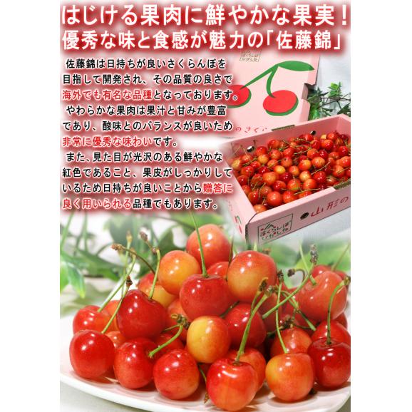 佐藤錦 さくらんぼ 約2kg M〜Lサイズ 贈答規格 山形県産 秀品 本場で育てた新鮮な果実に抜群の味！栄養豊富な旬のギフトフルーツ04