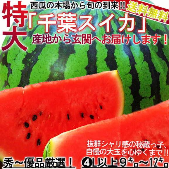 【秀品~優品】千葉スイカ 約9~12kg 4~6L 1玉 贈答規格 千葉県産 秀品 富里・山武・成田など県内屈指の産地厳選!シャリシャリの果肉と旬の味わい02