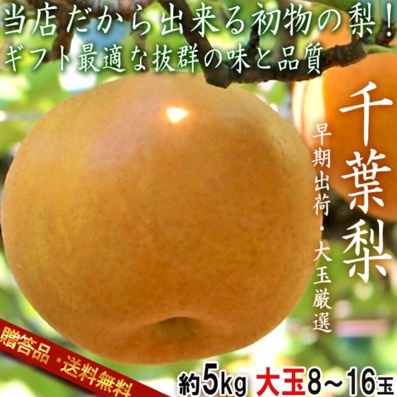【大玉厳選・早期出荷！】厳選千葉梨 幸水 約5kg 8～16玉 千葉県産 贈答規格 和梨 秀～優品 ナシの出荷量全国一位の千葉でも非常に希少な初物の大玉梨！02