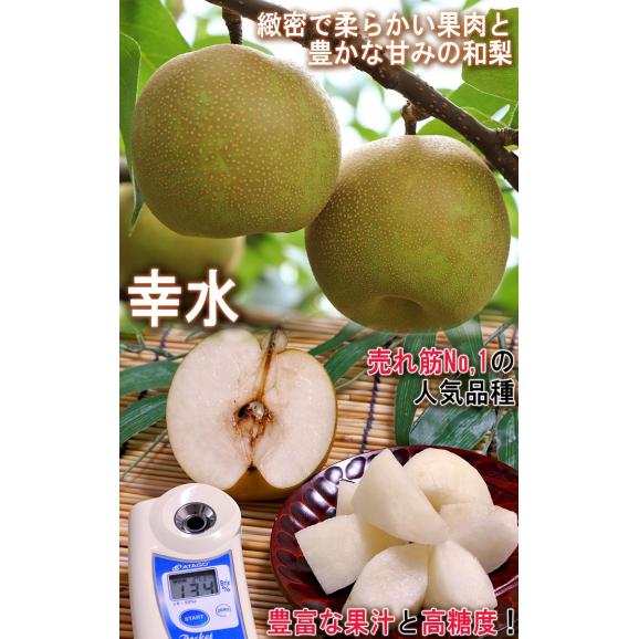 【大玉厳選・早期出荷！】厳選千葉梨 幸水 約5kg 8～16玉 千葉県産 贈答規格 和梨 秀～優品 ナシの出荷量全国一位の千葉でも非常に希少な初物の大玉梨！04