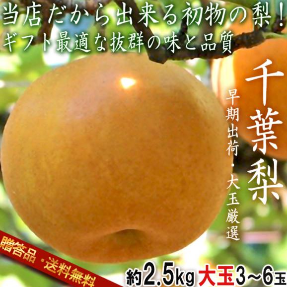 【大玉厳選・早期出荷！】厳選千葉梨 幸水 約2.5kg 3～6玉 千葉県産 贈答規格 和梨 秀～優品 ナシの出荷量全国一位の千葉でも非常に希少な初物の大玉梨！02