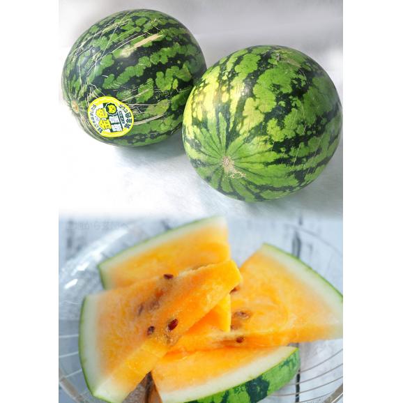 金色羅皇 こんじきらおう 約5~7kg 2玉 神奈川県産 訳あり品 非常に高い糖度が魅力の大玉スイカ!03