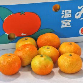 温室みかん 約2kg S～Lサイズ 熊本県産 贈答規格 JA熊本市 夢未来ブランドのハウス蜜柑！濃厚な甘さにとろける食感