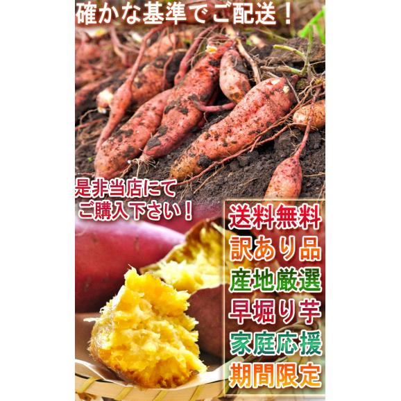 早堀りさつまいも あまはづき・紅はるか・シルクスイートなど 約5kg 千葉県・茨城県産 訳あり品 旬のおいしさを一足先にお届け！さっぱりした甘さとほくほくの食感05