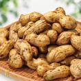 生落花生 茹で用らっかせい おおまさり 約1kg 千葉県産 冷蔵便出荷 大粒厳選！新鮮で希少な旬の野菜