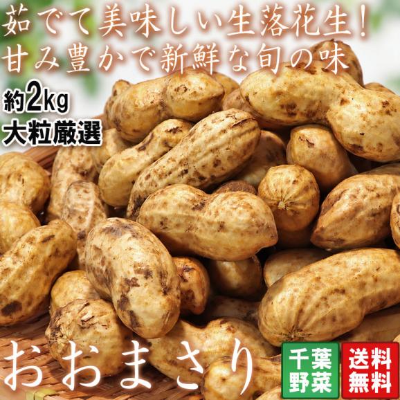 生落花生 茹で用らっかせい おおまさり 約2kg 千葉県産 冷蔵便出荷 大粒厳選!新鮮で希少な旬の野菜02