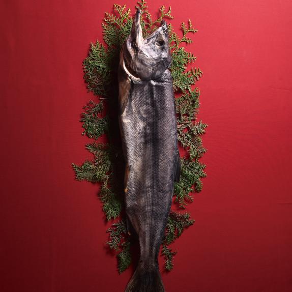 お中元・夏ギフト 【冷凍便】長期熟成秋鮭山漬け 6切 鮭 しゃけ