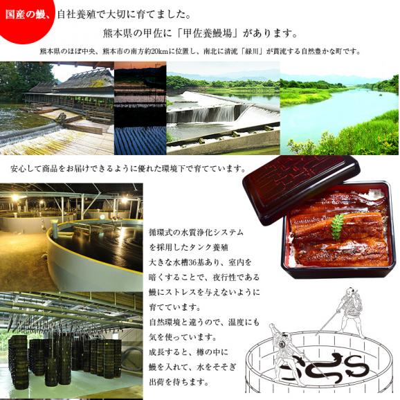 ＼小食や個食専用／国産うなぎのおにぎりミニサイズ(50g) 8個入 送料無料（一部除く）04
