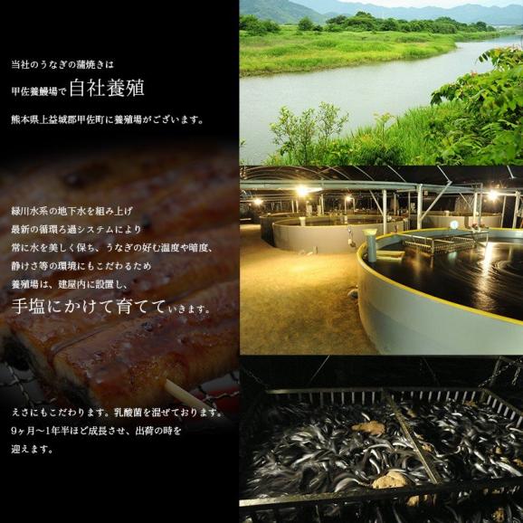 熊本産 鰻の蒲焼き１尾（食べ切り120g前後）＋たれ・山椒付き　送料無料(一部地域を除く)02