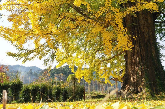 福岡県 飯塚市 ふるさと納税