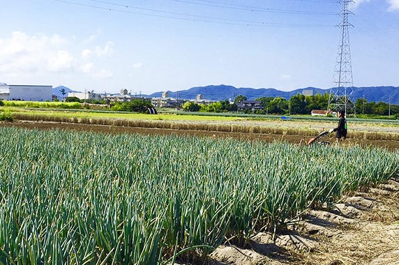 鳥取県 境港市 ふるさと納税