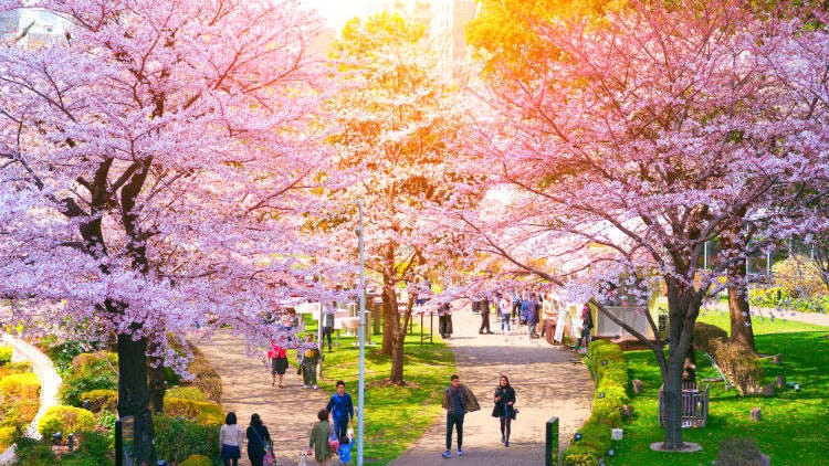 10 tempat popular untuk “hanami” (tradisi Jepun dalam menikmati keindahan bunga sakura)