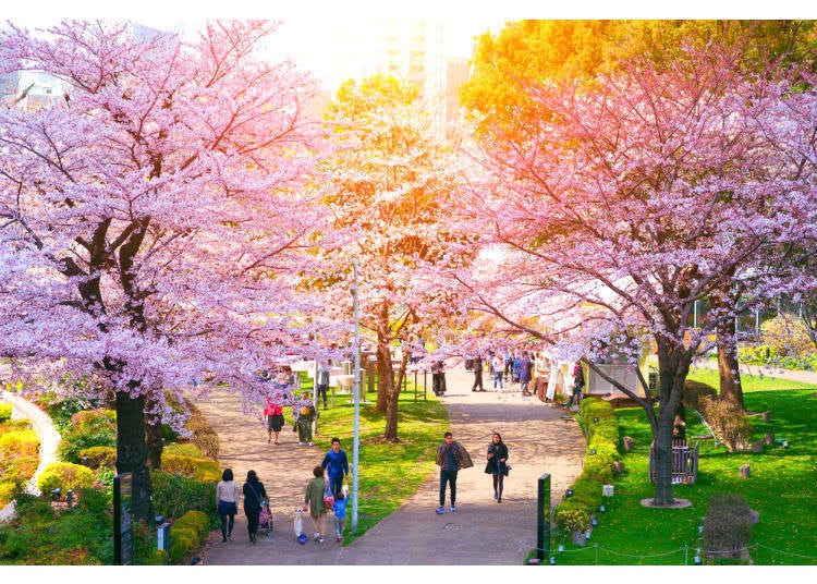 Cherry Blossoms in Tokyo 12 of the City's Best Places for Sakura in