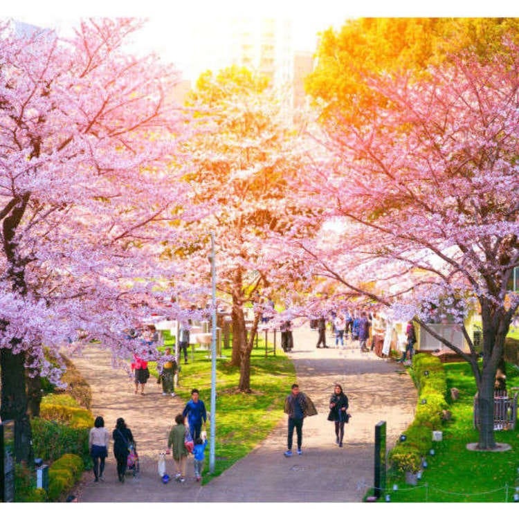 Seeing Sakura 10 Of Tokyo S Best Cherry Blossom Viewing