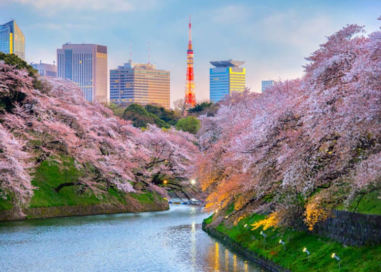 Chidorigafuchi Moat has picturesque views of cherry blossoms in Tokyo. Photo / General Incorporated Association Chiyoda Tourism Organization