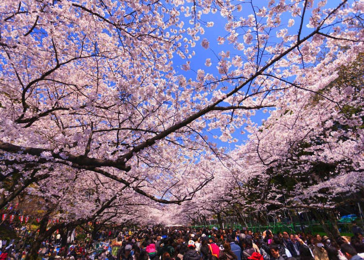 Ueno Park is one of the most famous spots for cherry blossoms in Tokyo