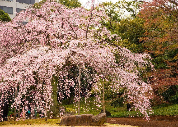 Koishikawa Korakuen Gardens. Photo (C) Tokyo Metropolitan Park Association
