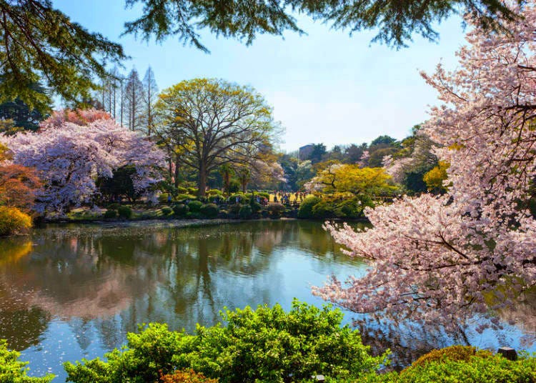 Many types of cherry blossoms are at Shinjuku Gyoen National Garden, so you can enjoy whether you come early or late in the season.