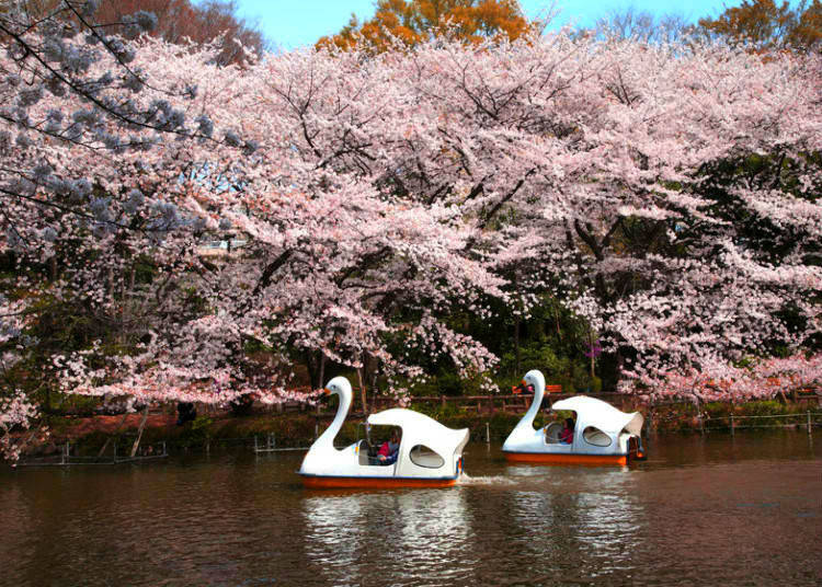 Inokashira Park cherry blossoms are very pretty in spring.
