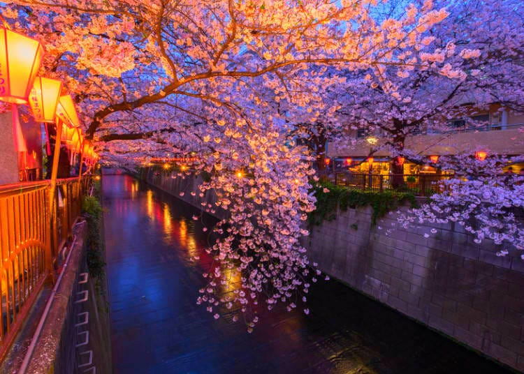 Meguro River is one of the most famous spots for cherry blossoms in Tokyo.