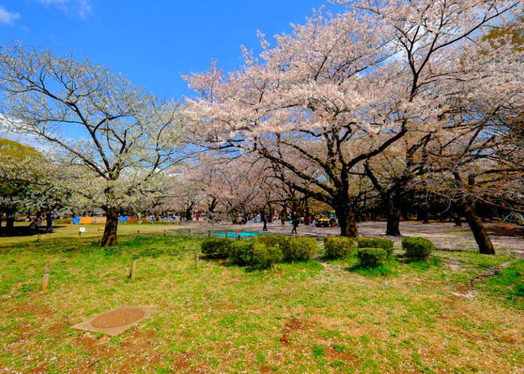 The cherry blossom trees at Yoyogi Park are especially popular. Photo (C) Tokyo Metropolitan Park Association