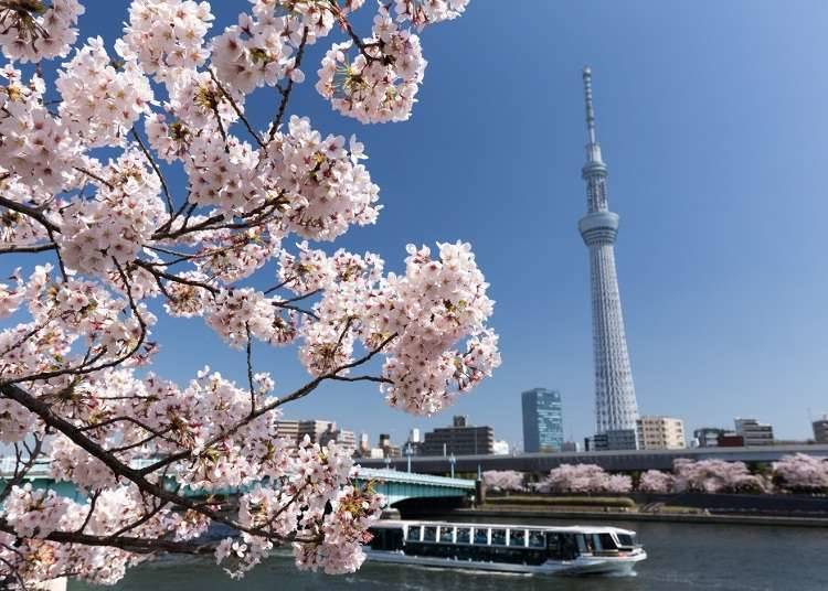 Head to Asakusa for gorgeous snaps of cherry blossoms in Tokyo!
