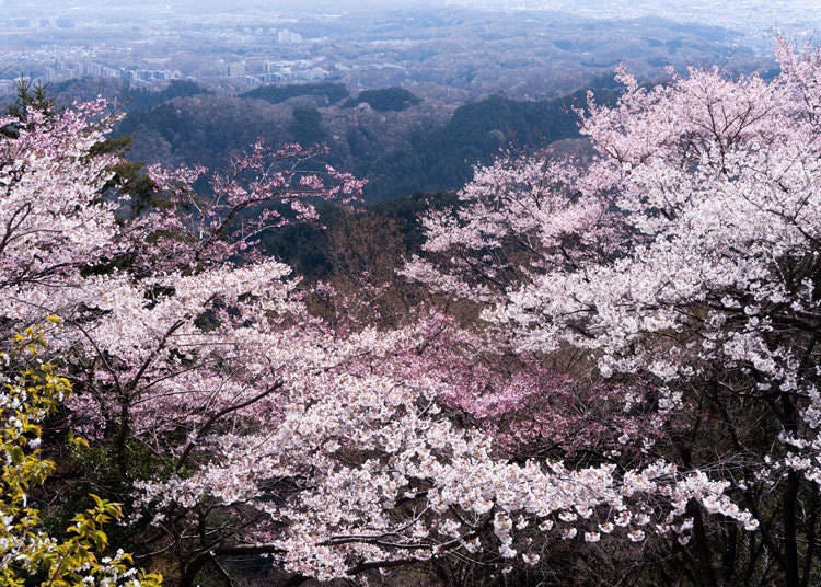 12. Mt. Takao: Where Hiking Adventure Meets Enchanting Cherry Blossoms