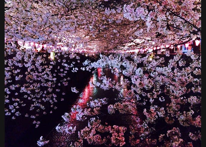Sepuluh Tempat Terkenal Untuk Hanami Melihat Bunga Sakura Live Japan Jepang Perjalanan Dan Pariwisata Pemandu