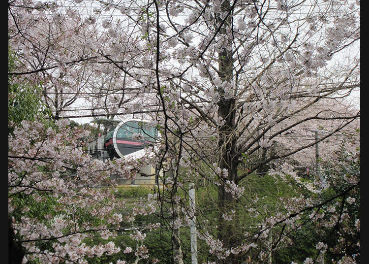 10: “Asukayama Park” (Taman Asukayama)