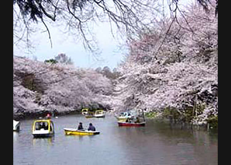5. สวนอิโนะกะชิระ (Inokashira Park)