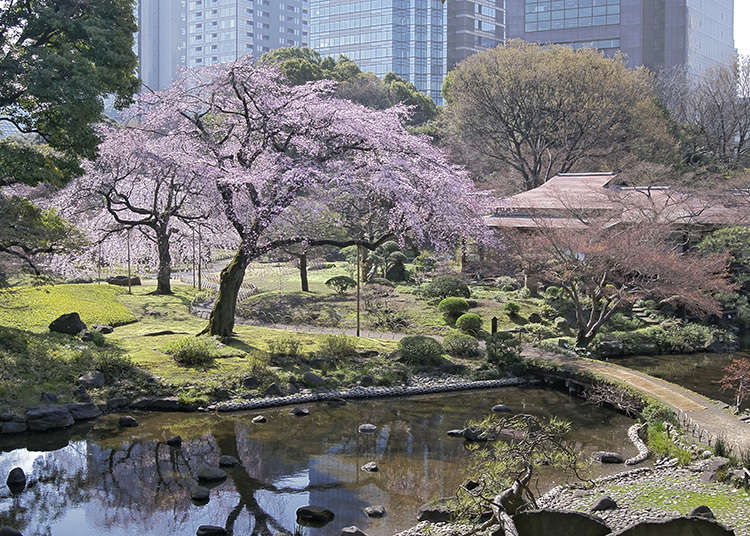 8. สวนโคอิชิคะวะ โคระคุเอ็น (Koishikawa Korakuen Gardens)