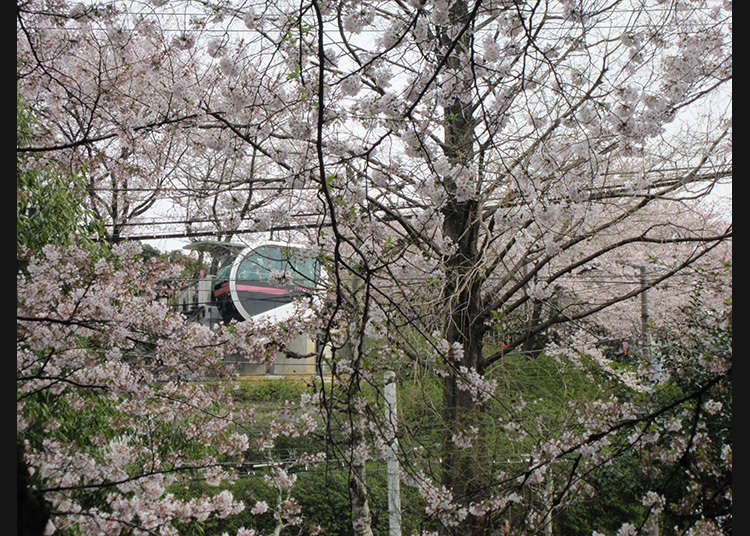 10. สวนอะซุคะยะมะ (Asukayama Park)