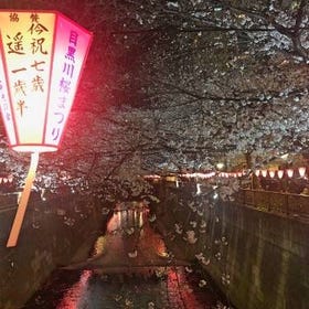 2024東京中目黑夜間賞櫻體驗
▶點擊預約
圖片提供：Klook