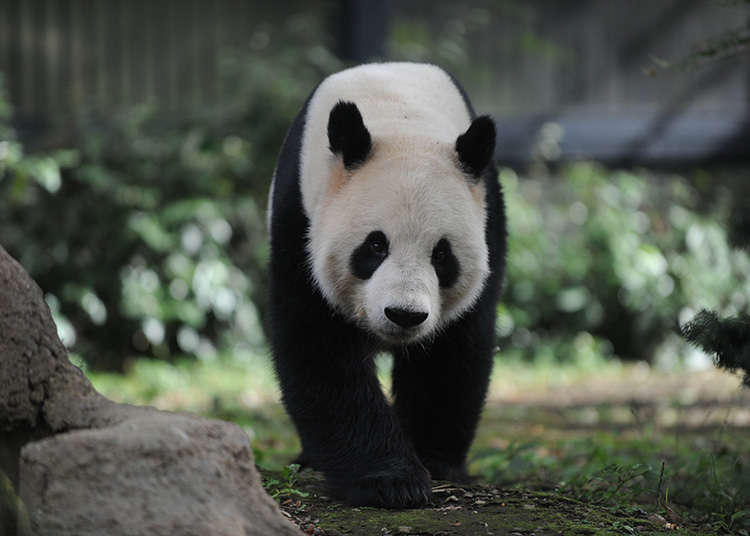 上野動物園・熊貓周遭