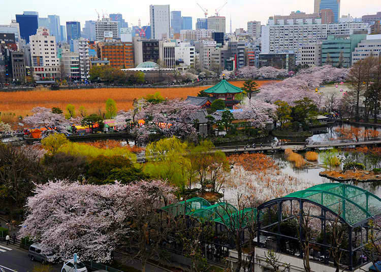 3. Why is it also called Mt. Ueno?