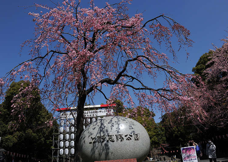Kenapa Taman Ueno Merupakan Lokasi Sakura yang Terkenal?