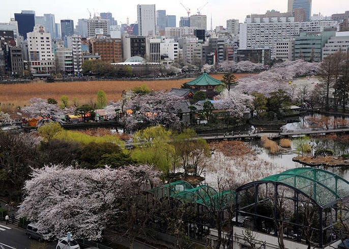 這些你都知道嗎 東京上野公園神祕的十個謎團 Live Japan 日本旅遊 文化體驗導覽