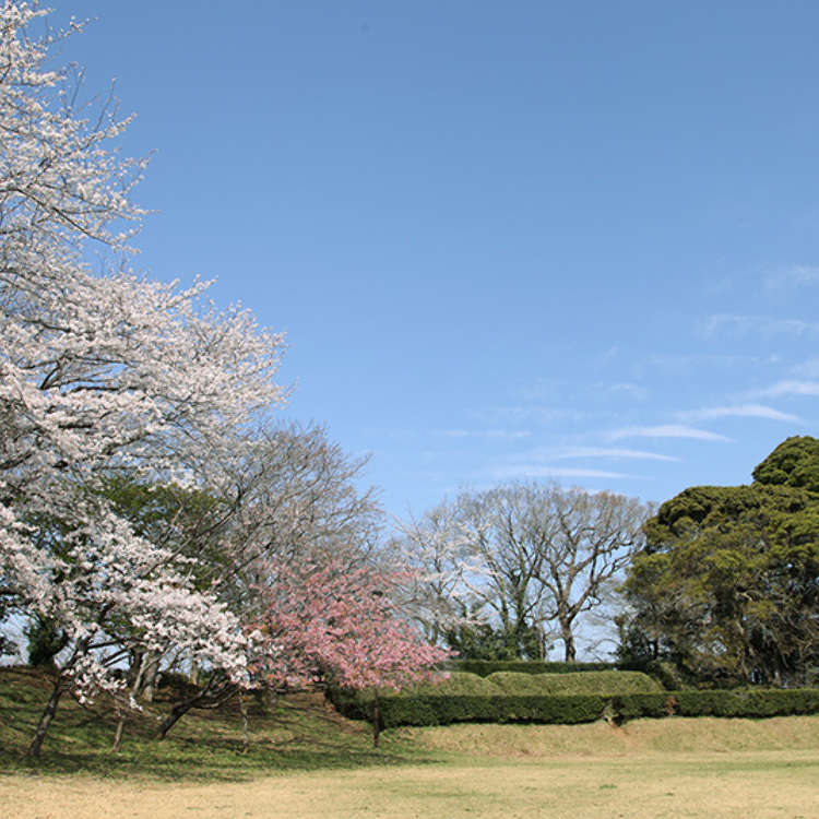 Famous Cherry Blossoms at one of Japan's Top 100 Castles
