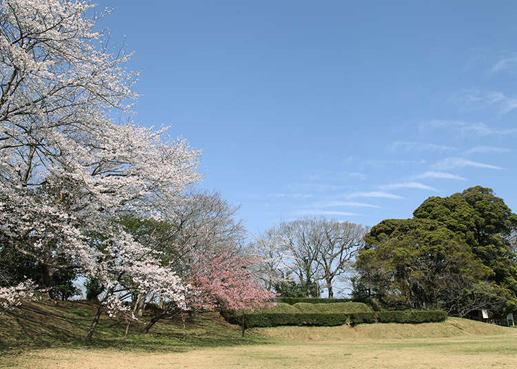 Lokasi sakura yang terkenal dan terpilih sebagai salah satu dari 100 istana terkenal Jepang