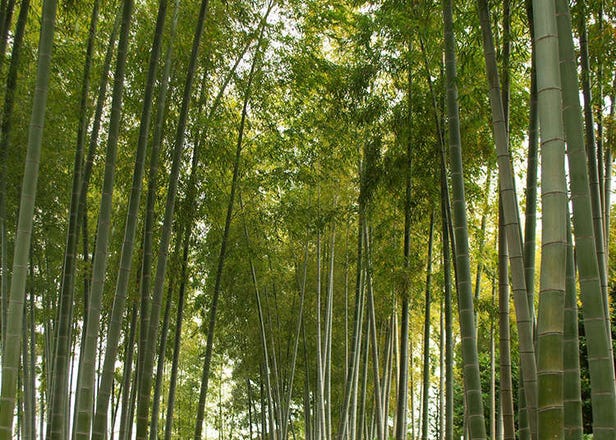 Lima Taman Jepang untuk Mengetahui Wabi-Sabi Jepang