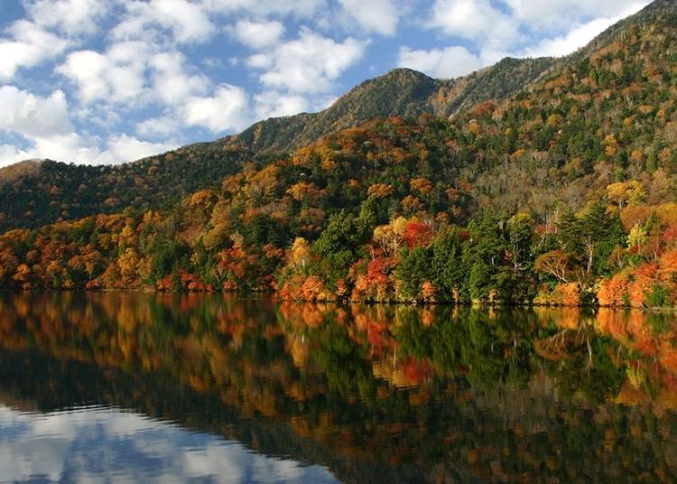 秋季最适合在汤之湖散步，欣赏红叶的豔丽色彩