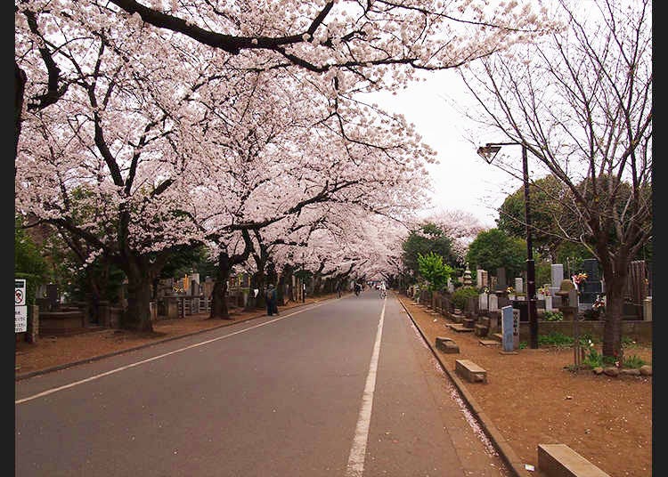 3. Learn about Japanese Graves by Walking in Yanaka Cemetery