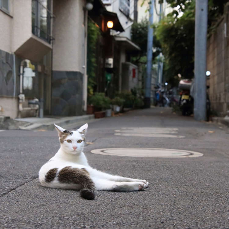 Take Pictures of Cats, Along with a Retro-Looking Townscape