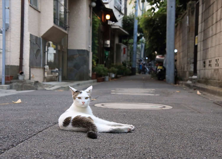 복고풍 거리와 함께 고양이를 사진에 담아 보자.