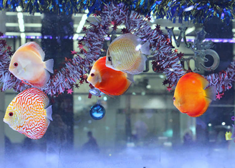 Explore Tokyo's Largest Shop for Exotic Fish