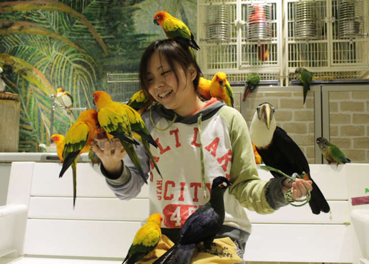 Torinoiru Cafe: You Can Touch Friendly Birds!