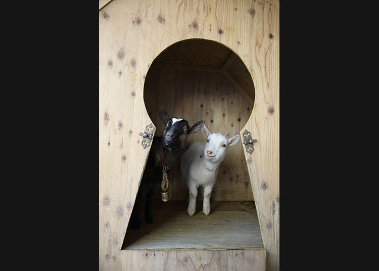 Sakuragaoka Cafe: Enjoy Coffee with Goats!