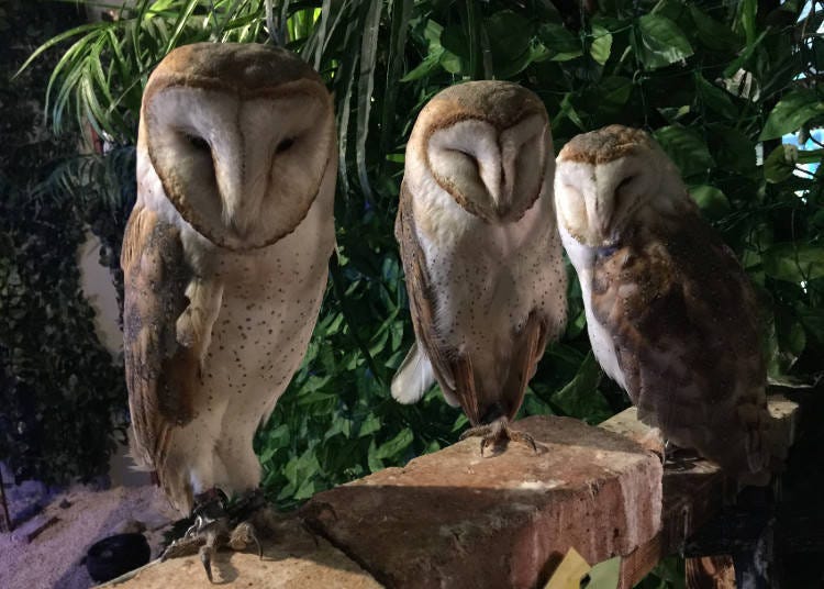 Owl no Mori: Enter a Charming “Owl Forest”